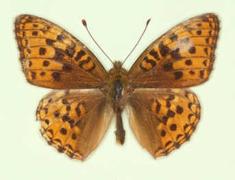suffusa High Brown Fritillary (Argynnis adippe)