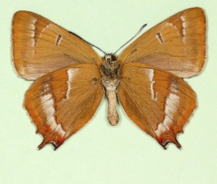 nov Brown Hairstreak (Thecla betulae)