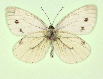deficiens Green-veined White (Pieris napi)