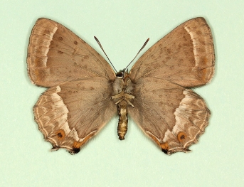 trans-latefasciata Purple Hairstreak (Neozephyrus quercus)