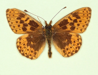 tatrica Pearl-bordered Fritillary (Boloria euphrosyne)