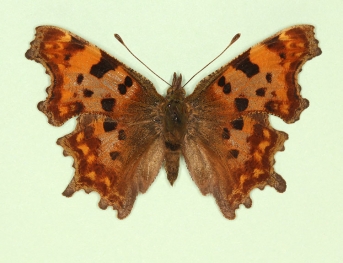 scale defect Comma (Polygonia c-album)