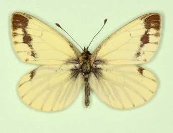 lachrymosa Green-veined White (Pieris napi)