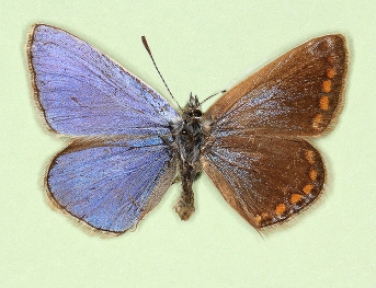 bilateral gynandromorph Common Blue (Polyommatus (Lysandra) icarus)