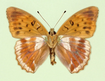 ocellata Silver-washed Fritillary (Argynnis paphia)