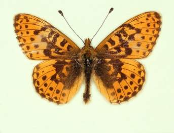 ab. nov Pearl-bordered Fritillary (Boloria euphrosyne)