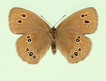 ab. nov Ringlet (Aphantopus hyperanthus)