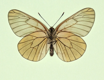 flava Black-veined White (Aporia crataegi)