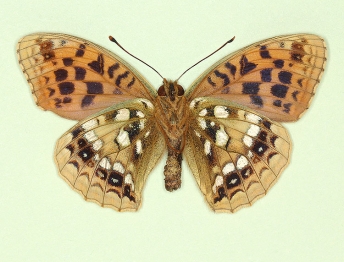 nov High Brown Fritillary (Argynnis adippe)