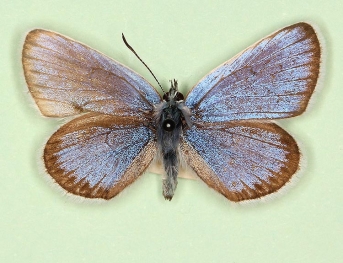 antisinispathological Silver-studded Blue (Plebejus argus)