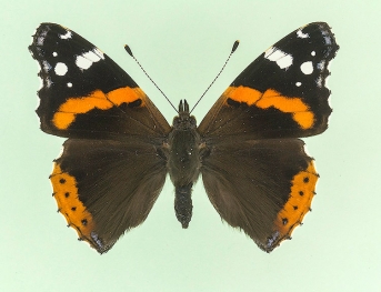 reducta Red Admiral (Vanessa atalanta)