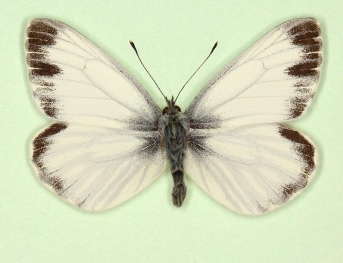 funebris Green-veined White (Pieris napi)