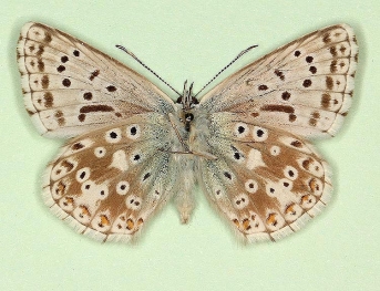 i-nigrum Chalkhill Blue (Polyommatus (Lysandra) coridon)