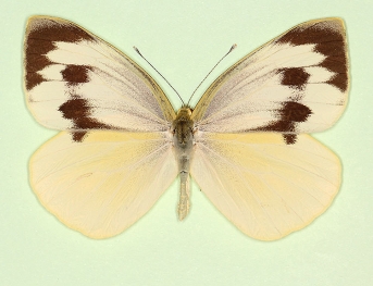 maria Large White (Pieris brassicae)