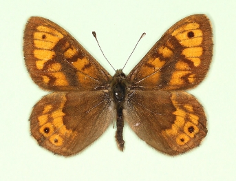 parviocellata + postreducta Wall (Lassiommata megaera)