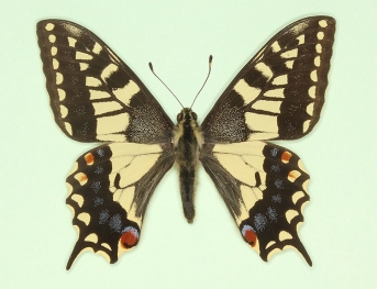 hiemalis Swallowtail (Papilio machaon)