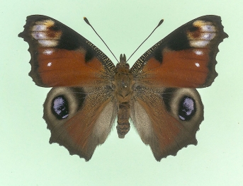 prochnovi, extreme form Peacock (Inachis io)