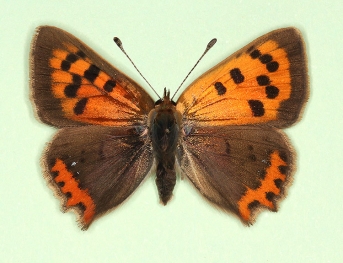 gynandromorph Small Copper (Lycaena phlaeas)