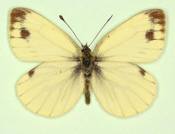 flavescens + semimaculata Green-veined White (Pieris napi)