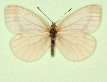 pallidus + continua Green-veined White (Pieris napi)