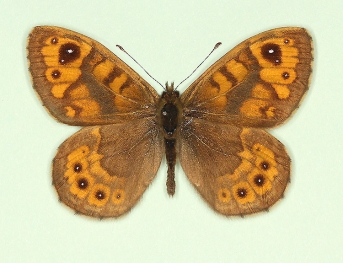 quadriocellata Wall (Lassiommata megaera)