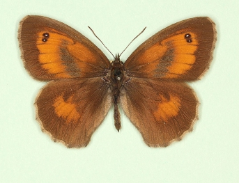 antiparvipuncta Gatekeeper (Pyronia tithonus)