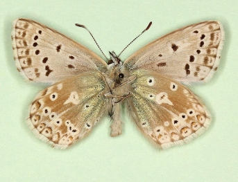 anticrassilunulata Chalkhill Blue (Polyommatus (Lysandra) coridon)