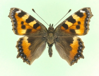 magnipuncta Small Tortoiseshell (Aglais urticae)