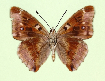 lugenda Purple Emperor (Apatura iris)