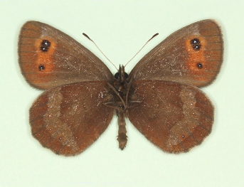 nov Scotch Argus (Erebia aethiops)