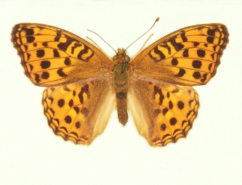 nov High Brown Fritillary (Argynnis adippe)
