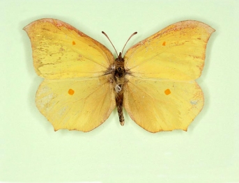 ab. nov Brimstone (Gonepteryx rhamni)