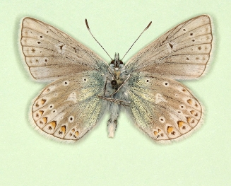 subobsoleta Common Blue (Polyommatus (Lysandra) icarus)