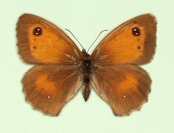 tithonellus Gatekeeper (Pyronia tithonus)