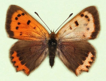 scale defect Small Copper (Lycaena phlaeas)
