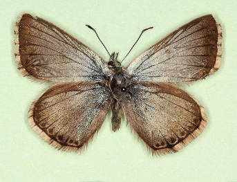 ultracaeruleo Chalkhill Blue (Polyommatus (Lysandra) coridon)