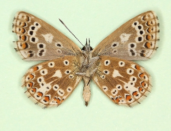 carteri Brown Argus (Aricia agestis)