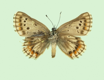detersa + obsoleta Adonis Blue (Polyommatus (Lysandra) bellargus)