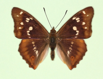 monophana Purple Emperor (Apatura iris)