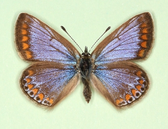 nov Common Blue (Polyommatus (Lysandra) icarus)