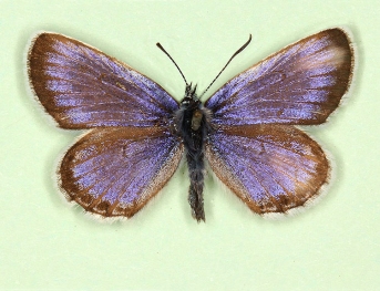 dexpathological Silver-studded Blue (Plebejus argus)