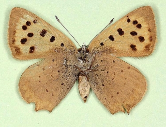 ab. nov Small Copper (Lycaena phlaeas)