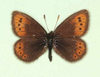 latifasciata Mountain Ringlet (Erebia epiphron)