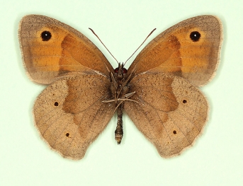 anticastanea Meadow Brown (Maniola jurtina)