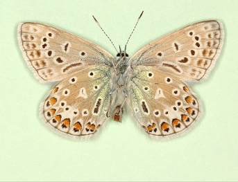 polyphemus Common Blue (Polyommatus (Lysandra) icarus)