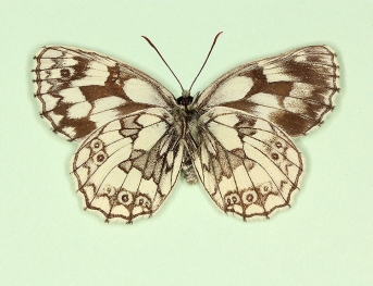 pathological Marbled White (Melanargia galathea)