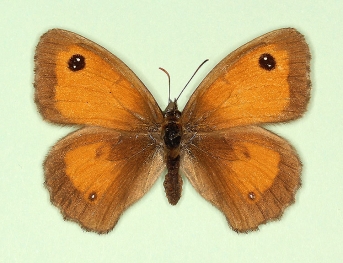ab.nov Gatekeeper (Pyronia tithonus)