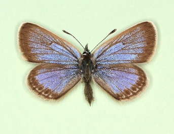 splendida Silver-studded Blue (Plebejus argus)