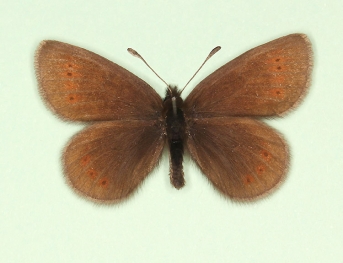 nelamus Mountain Ringlet (Erebia epiphron)