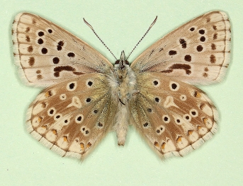fowleri + i-nigrum Chalkhill Blue (Polyommatus (Lysandra) coridon)